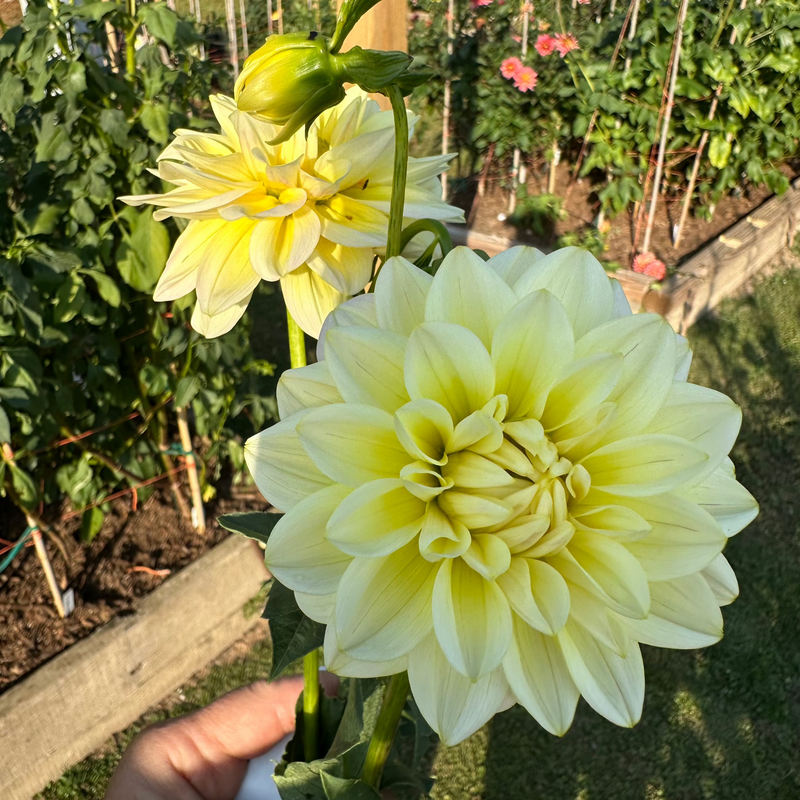'Sheer Heaven' | Rooted Cutting | Shipping March - April 2025 - Stone Hollow Farmstead