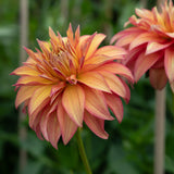 The Weekly Dahlia Subscription