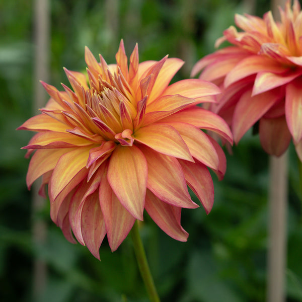The Weekly Dahlia Subscription