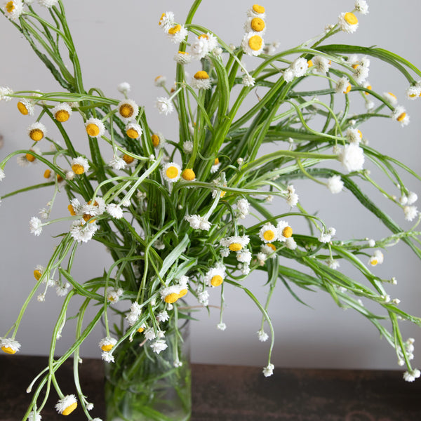 Winged Everlasting | Fresh Flowers - Stone Hollow Farmstead