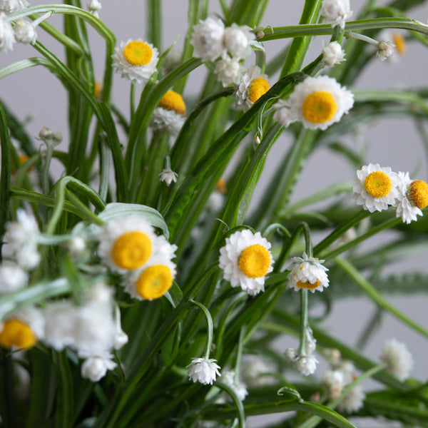 Winged Everlasting | Fresh Flowers - Stone Hollow Farmstead