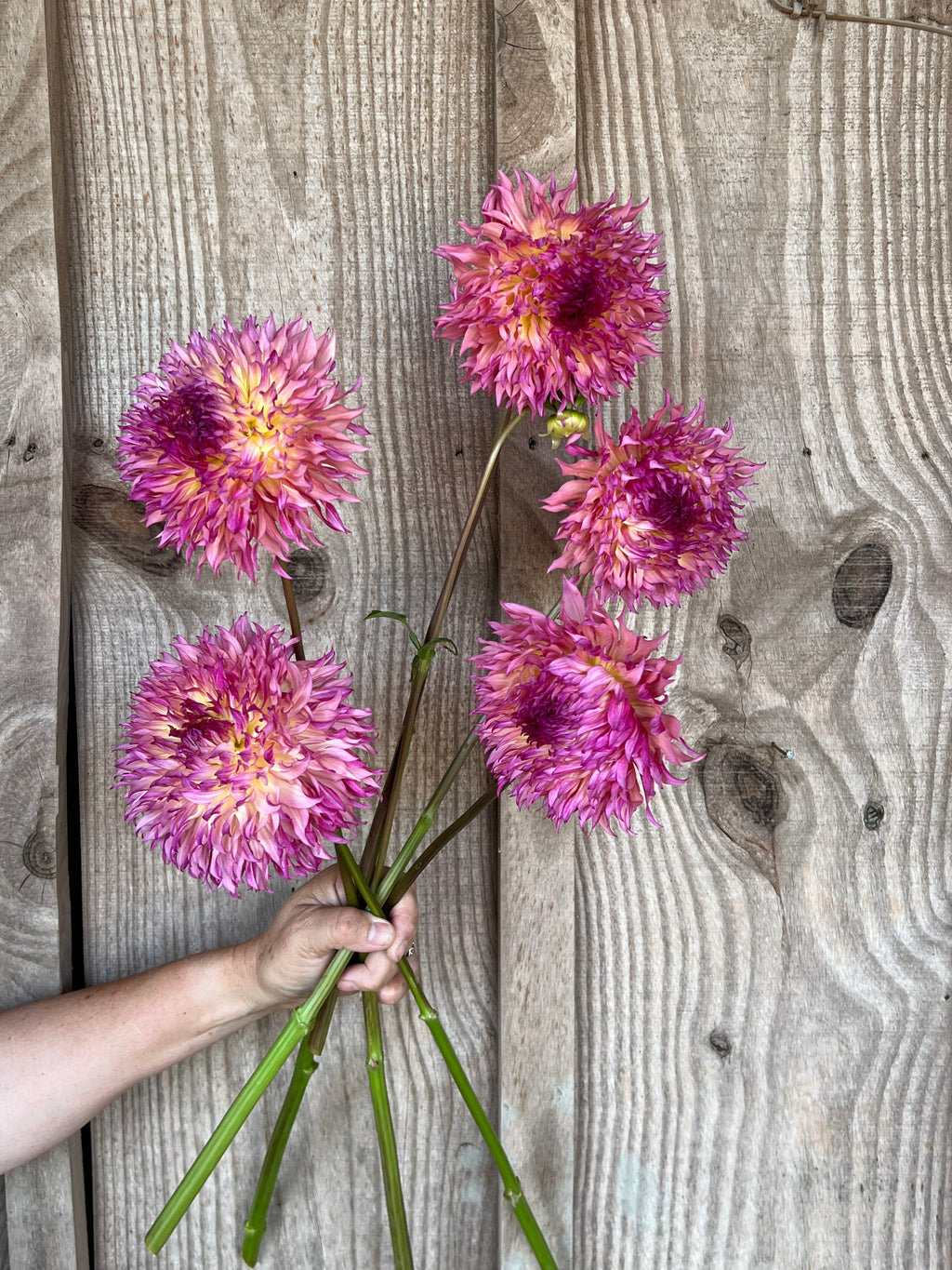 Myrtle's Folly Dahlia Tuber – Stone Hollow Farmstead