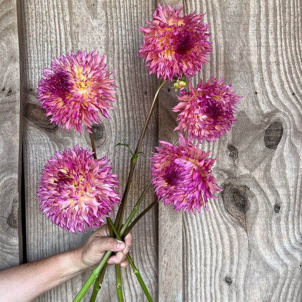 Myrtle's Folly' | Dahlia Tuber | Shipping March - April 2026