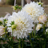 'KA's® Bella Luna' | Dahlia Rooted Cutting