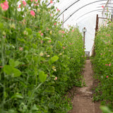 Friends of the Farmstead