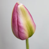 Pink & Green Dutch Tulip Bud