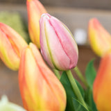 Pink & Green Dutch Tulip Bud