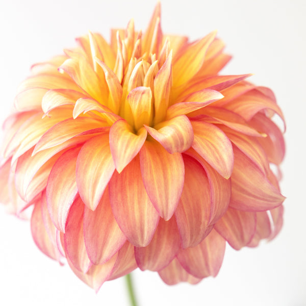 Dahlia Mania Farm Experience