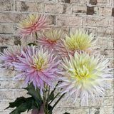 'Clearview Jonas' | Dahlia Tuber