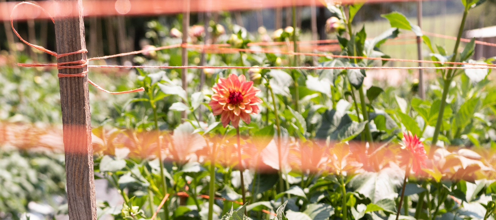 Garden space enclosing dahlias