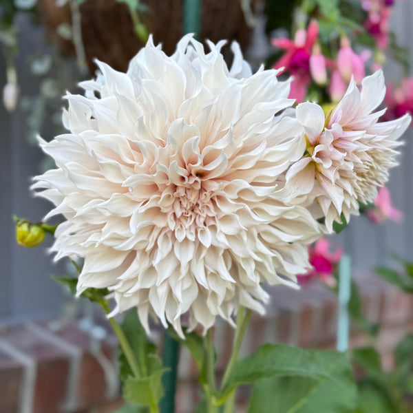 'KA's® Lavender Blush | Dahlia Tuber | Shipping March - April 2026 - Stone Hollow Farmstead