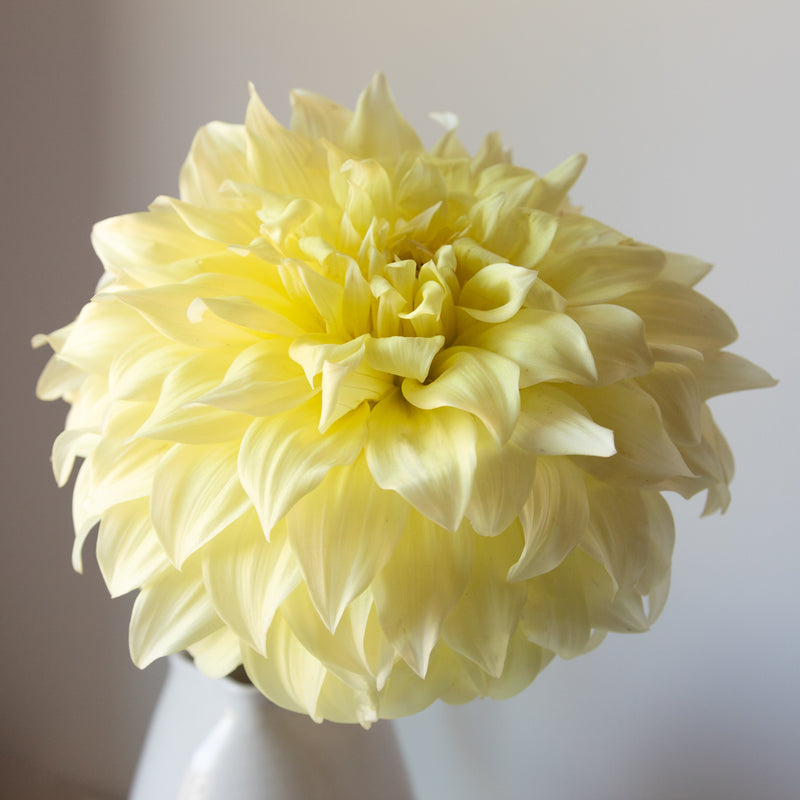 'JS Jerry' | Dahlia Tuber | Shipping March - April 2026