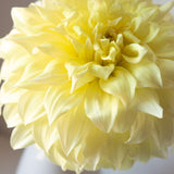 'JS Jerry' | Dahlia Tuber | Shipping March - April 2026
