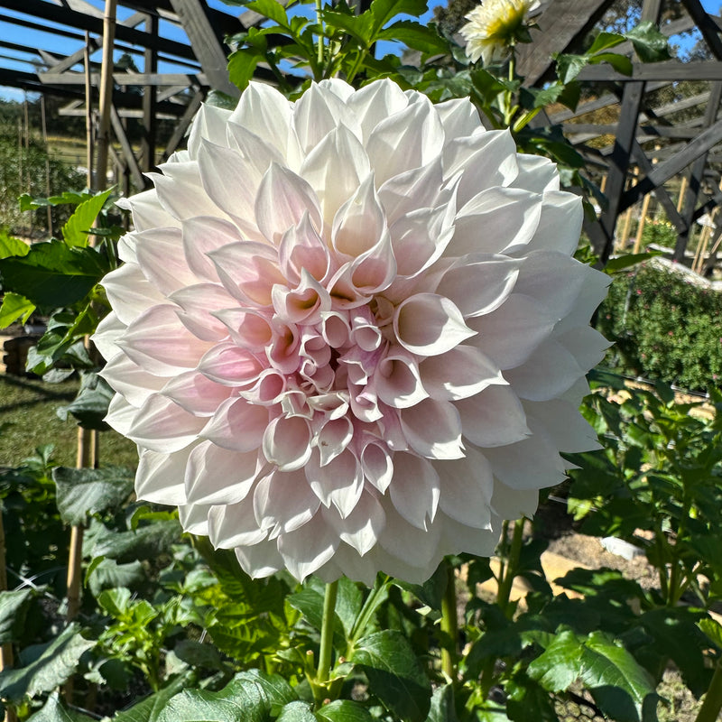 'KA's Bella Luna' | Rooted Cuttings - Stone Hollow Farmstead