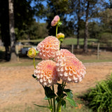 'KA's® Cinder Rose' | Dahlia Tuber
