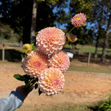 'KA's® Cinder Rose' | Dahlia Tuber