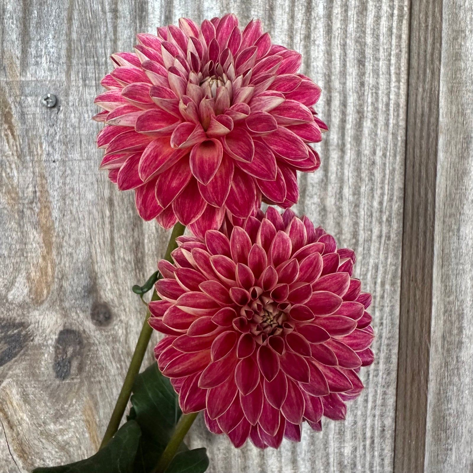 Rosie flower knit tops red ☆新品未開封☆ Rosie, Two Dozen - #3895 | Royer's flowers and gifts - Flowers