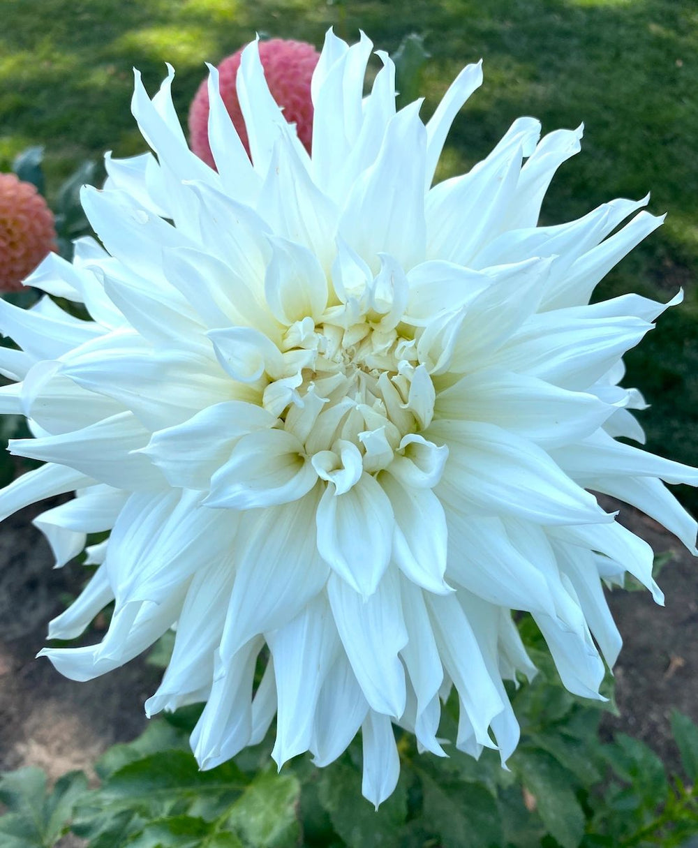 KA's® Khaleesi Dahlia Tuber – Stone Hollow Farmstead