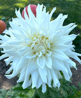 'KA's® Khaleesi' | Dahlia Tuber