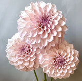 'KA's® Pearl' | Dahlia Tuber