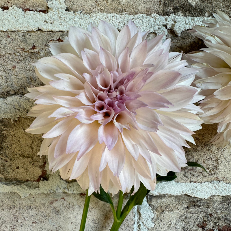 'KA's® Pearl' | Rooted Cutting | Shipping March - April 2025