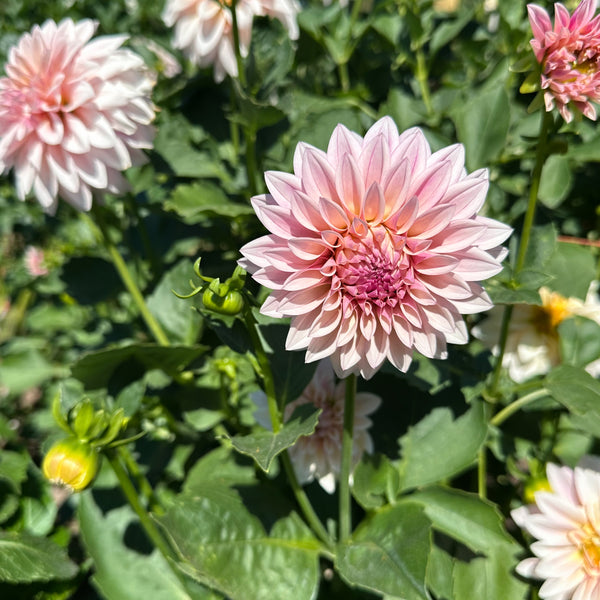 'KA's® Mocha Jake' | Rooted Cutting | Shipping March - April 2025 - Stone Hollow Farmstead