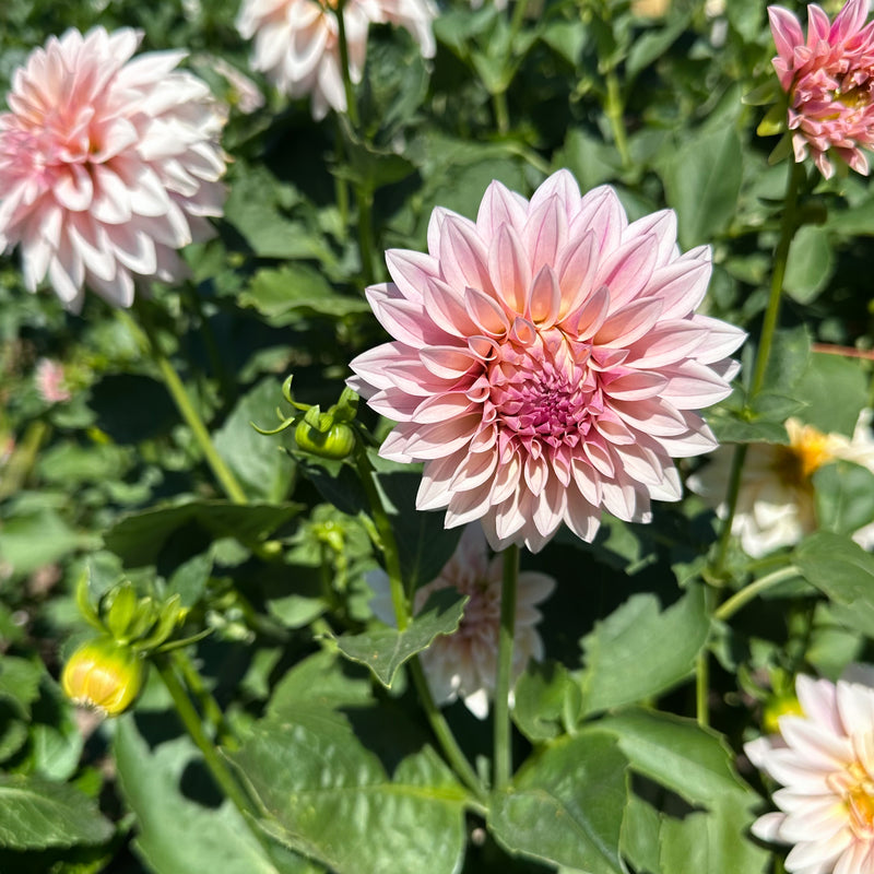 'KA's® Mocha Jake' | Rooted Cutting | Shipping March - April 2025 - Stone Hollow Farmstead