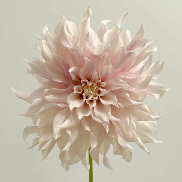 'KA's® Lavender Blush | Rooted Cutting | Shipping March - April 2025