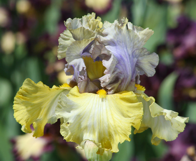 'Let Evening Come' Bearded Iris - Stone Hollow Farmstead