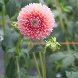 'Linda's Baby' | Dahlia Tuber | Shipping March - April 2026