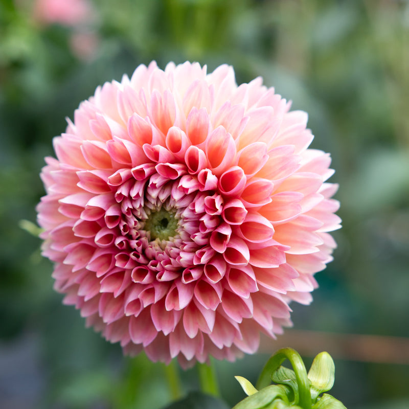'Linda's Baby' | Dahlia Tuber | Shipping March - April 2026