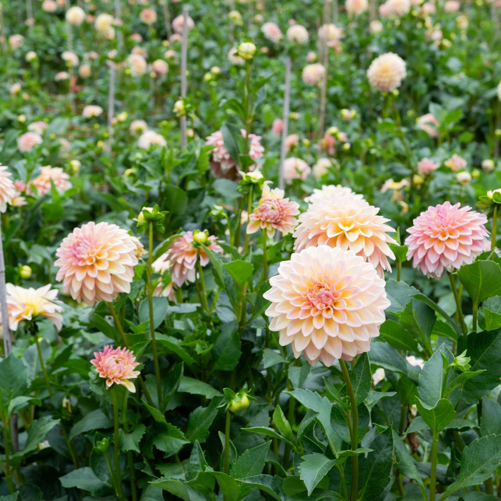 The Weekly Dahlia Subscription – Stone Hollow Farmstead