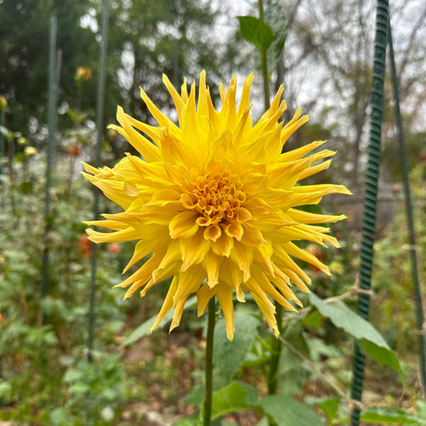 'Madame De Rosa' | Rooted Cutting | Shipping March - April 2025
