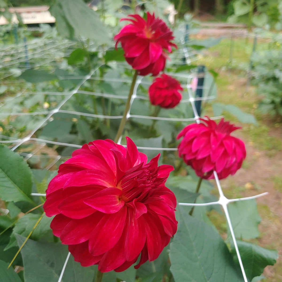 2025 Dahlia Tubers and Rooted Cuttings