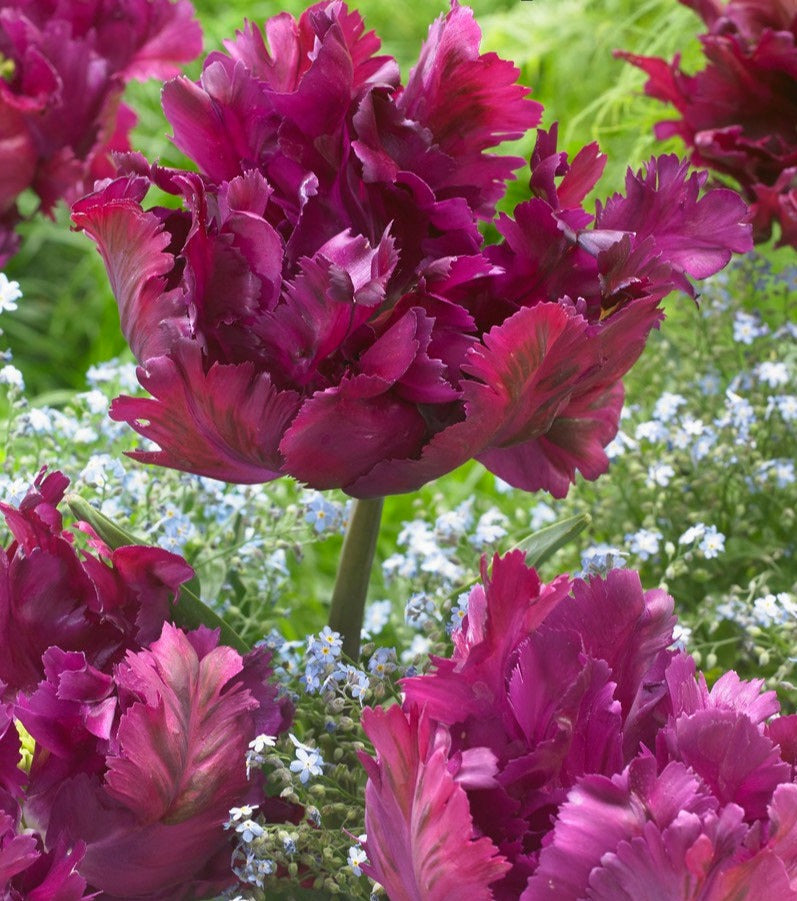 'Negrita Parrot' Parrot Tulip - Stone Hollow Farmstead