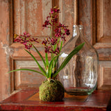 Mini Orchid Moss Ball, Maroon, Large, Stone Hollow Farmstead