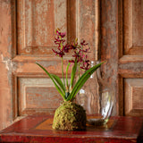 Mini Orchid Moss Ball, Maroon, Small, Stone Hollow Farmstead