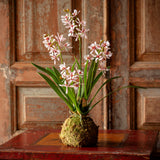 Mini Orchid Moss Ball, Variegated Pink, Large, Stone Hollow Farmstead