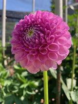 'PM Marsha' | Dahlia Tuber | Shipping March - April 2025 | NEW RELEASE