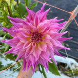 Penhill_Watermelon_1