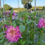 Penhill_Watermelon_2