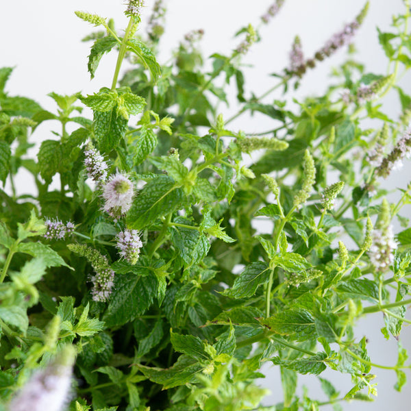 Mint plant with green leaves and small white flowers on a blurred background
