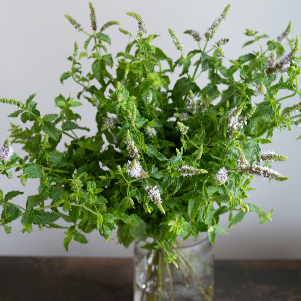 Bouquet of Peppermint in a clear glass vase