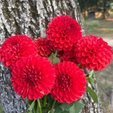'Poppy's Miranda' | Dahlia Tuber | Shipping March - April 2026 - Stone Hollow Farmstead