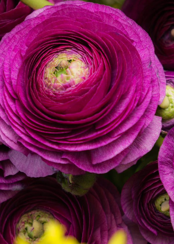 'Purple' Persian Buttercup Ranunculus - Stone Hollow Farmstead