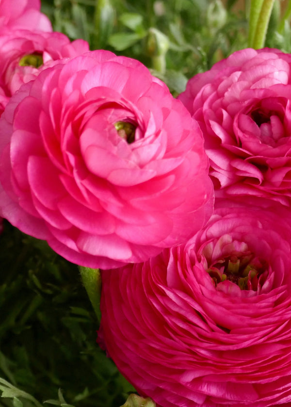 'Rose' Persian Buttercup Ranunculus - Stone Hollow Farmstead