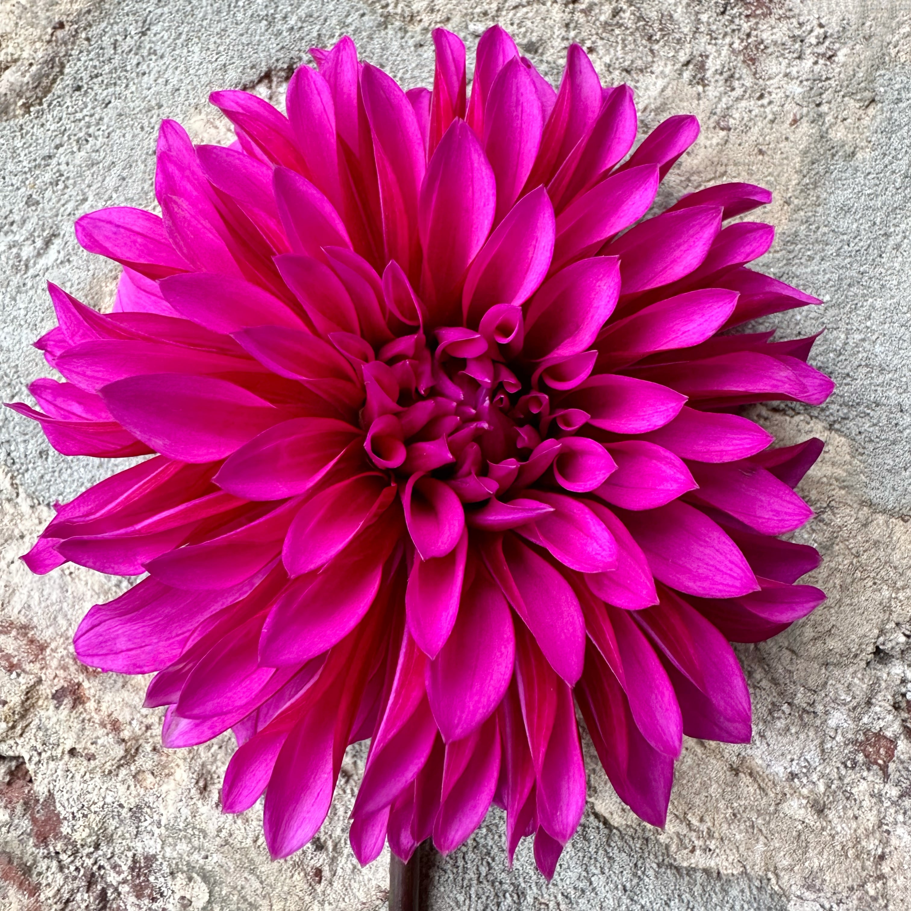 'Bloomquist Pinwheel' | Rooted Cutting | Shipping March - May 2026 ...