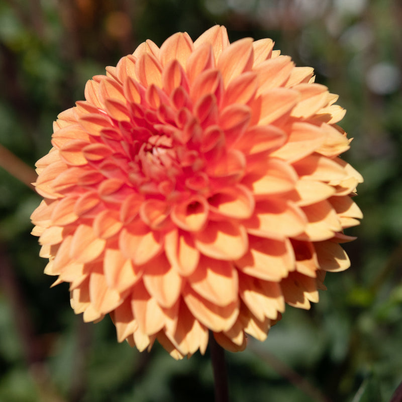 'Sylvia (Maarn)' | Dahlia Tuber | Shipping March - April 2026
