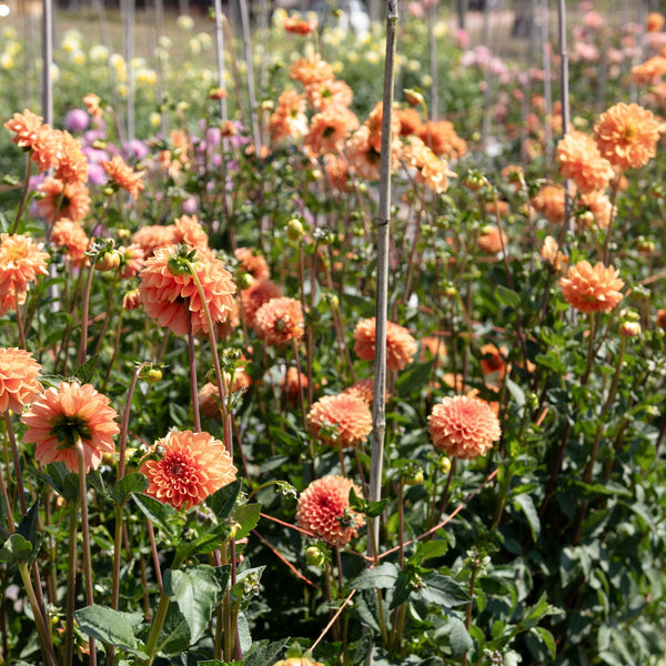 'Sylvia (Maarn)' | Dahlia Tuber | Shipping March - April 2026
