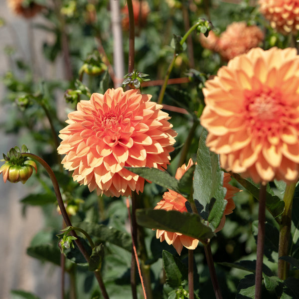 'Sylvia (Maarn)' | Dahlia Tuber | Shipping March - April 2026